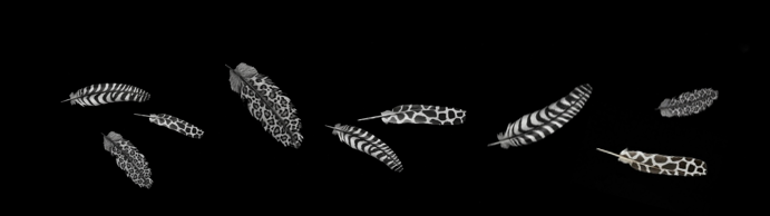 Feathers